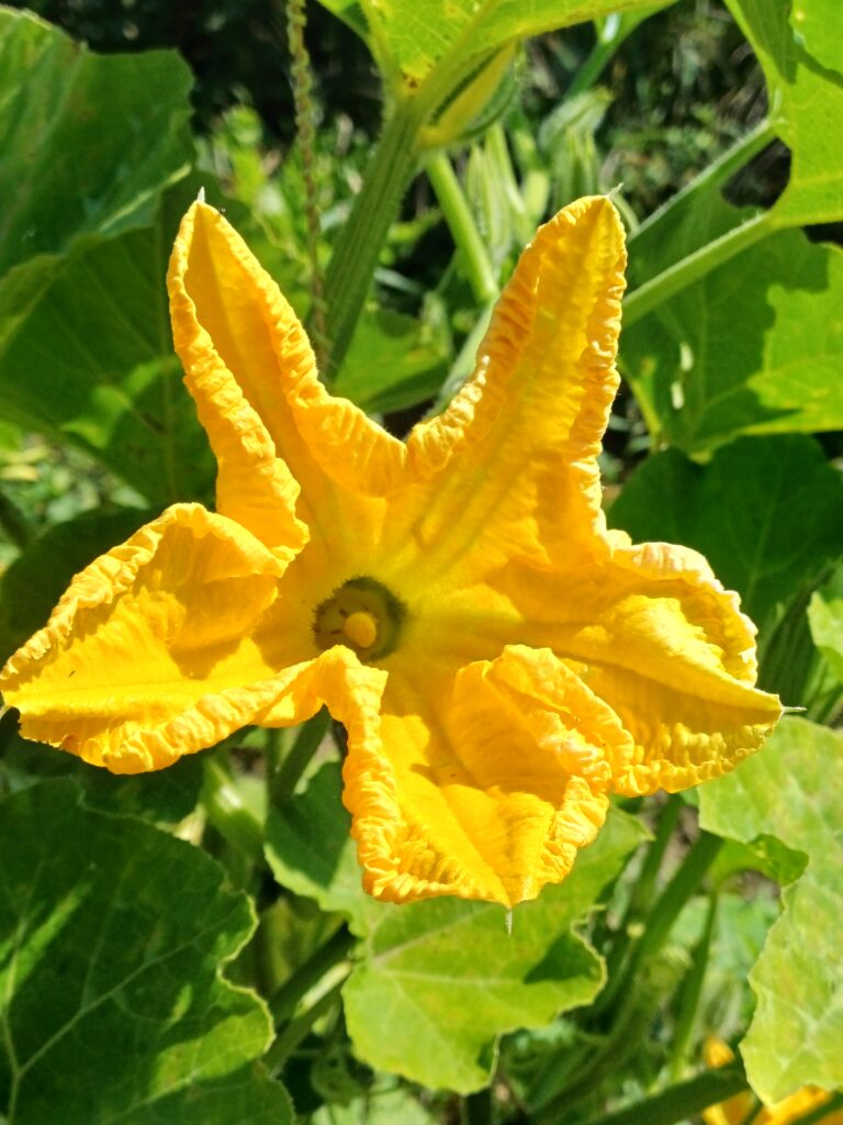 fiori di zucca