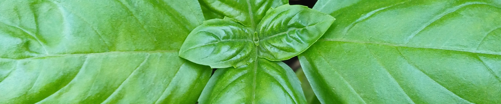 basilico - agriturismo boccette