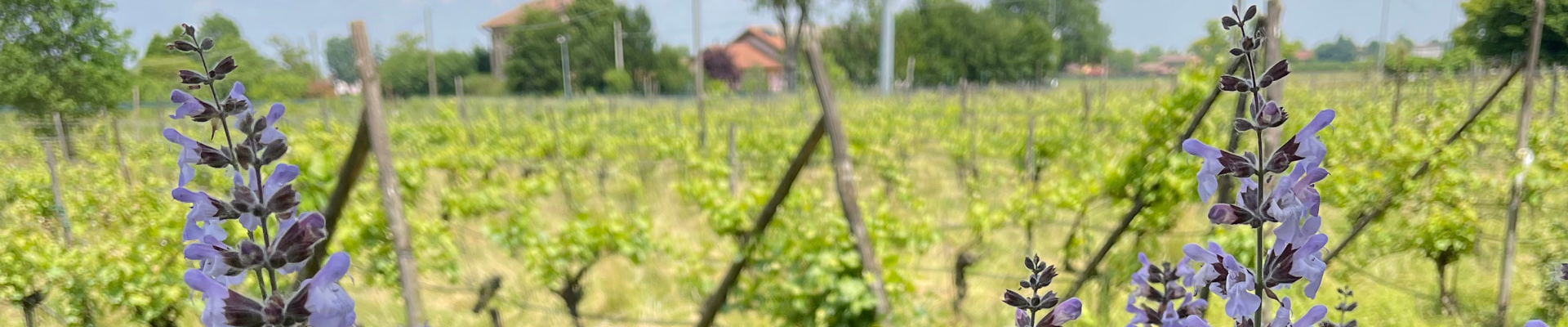 galleria - agriturismo boccette